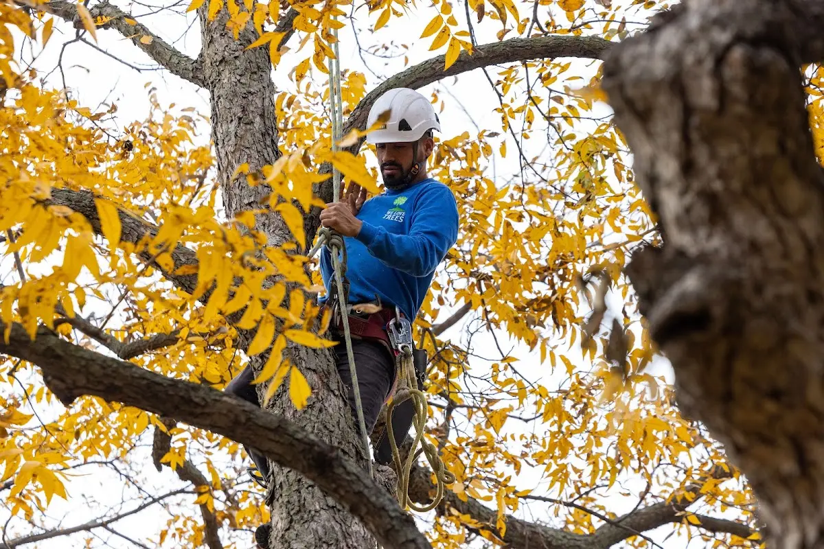 Skilled Tree Transplanting crew working in Mooreland